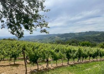 Rustico Cassinasco - foto 30