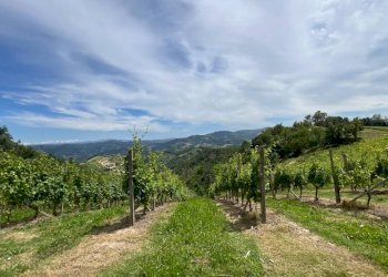 Rustico Cassinasco - foto 39