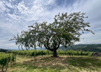 Rustico Cassinasco - foto 40