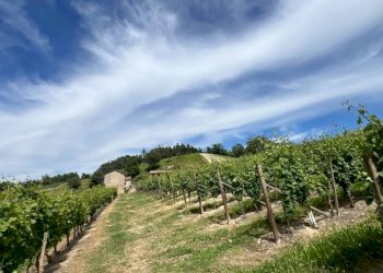 Rustico Cassinasco - foto 41