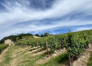 Rustico Cassinasco - foto 44