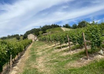 Rustico Cassinasco - foto 45