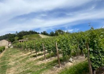 Rustico Cassinasco - foto 47