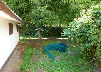 Casa semi indipendente Via Antonio Carle, 54, frazione Confreria, Cuneo - foto 3