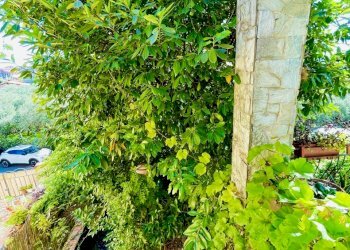 IMG_3801.jpg - Casa semi indipendente Arcola - foto 7