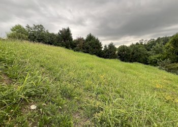 IMG_6696.jpg - Terreno agricolo Via Stella, Valsamoggia - foto 6