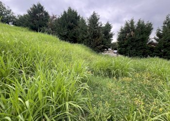 IMG_6693.jpg - Terreno agricolo Via Stella, Valsamoggia - foto 14