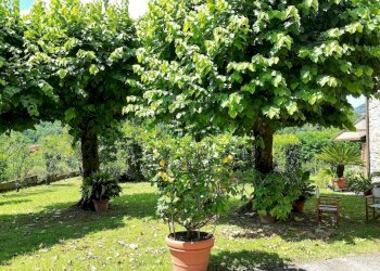 vendesi villetta padronale con  giardinoDJI_0027.J - Villa San Martino in Freddana, Lucca - photo 9