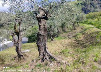Terreno - Terreno edificabile Località Orià, Soldano - foto 5