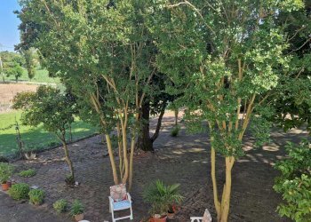 WhatsApp Image 2024-07-08 at 17.04.13.jpeg - Casale Ceregnano - photo 7