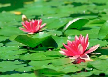 Trilocale Basiglio - foto 16