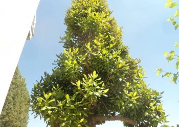 ALBERO - Villa via Vittorio Alfieri, 32, San Giovanni in Persiceto - foto 9