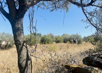 Terreno edificabile Budoni - foto 5