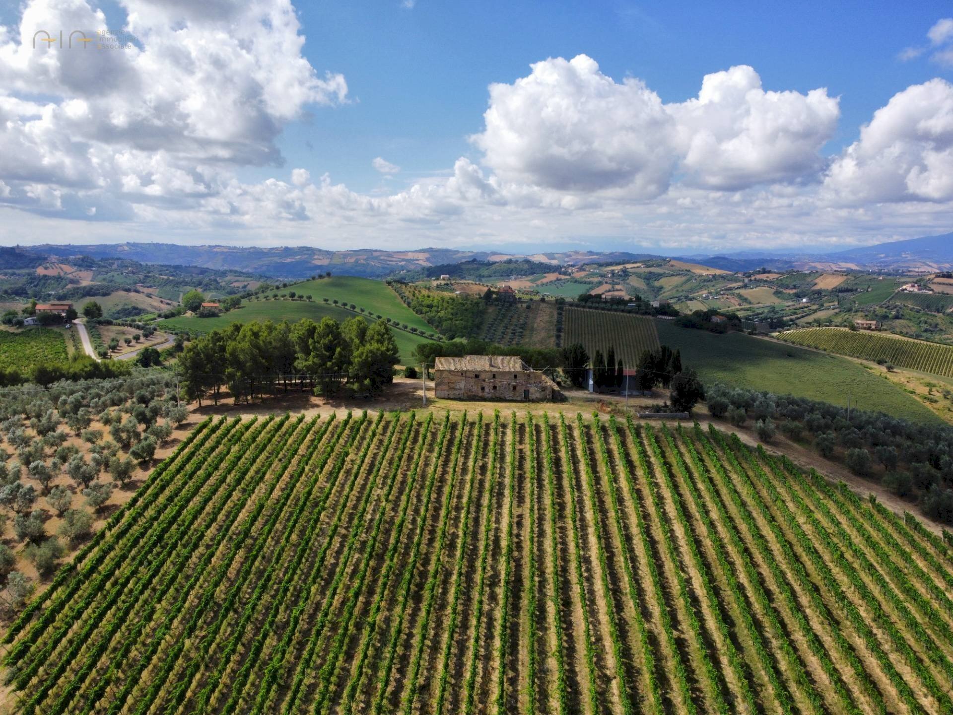 Azienda agricola Contrada Forola, Acquaviva Picena - foto 3