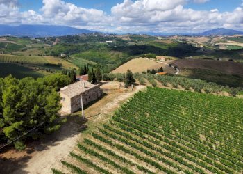 Azienda agricola Contrada Forola, Acquaviva Picena - foto 1