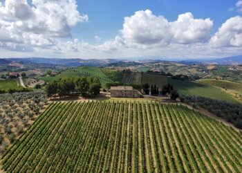 Azienda agricola Contrada Forola, Acquaviva Picena - foto 3