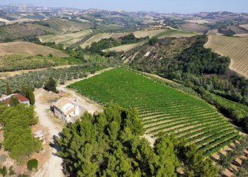 Azienda agricola Contrada Forola, Acquaviva Picena - foto 8