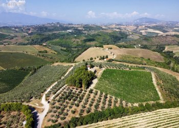 Azienda agricola Contrada Forola, Acquaviva Picena - foto 12