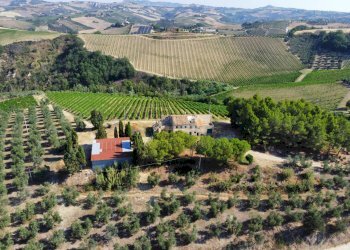 Azienda agricola Contrada Forola, Acquaviva Picena - foto 13