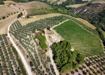 Azienda agricola Contrada Forola, Acquaviva Picena - foto 16