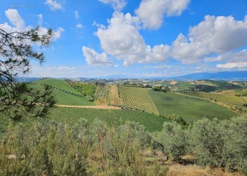 Azienda agricola Contrada Forola, Acquaviva Picena - foto 22
