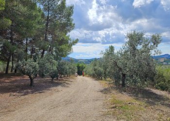 Azienda agricola Contrada Forola, Acquaviva Picena - foto 24