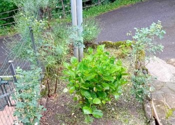 IMG-20240613-WA0036.jpg - Villa a Schiera Bedonia - foto 19