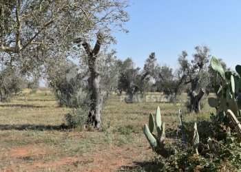 9-4000.jpg - Casa indipendente Via Bernardino Desa 14, Copertino - foto 9