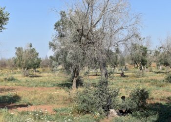 11-4000.jpg - Casa indipendente Via Bernardino Desa 14, Copertino - foto 11