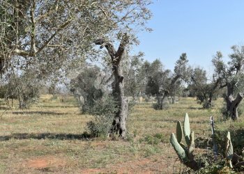 11b-4000.jpg - Casa indipendente Via Bernardino Desa 14, Copertino - foto 12