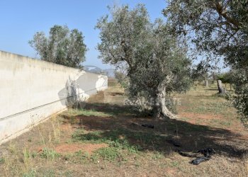 29-4000.jpg - Casa indipendente Via Bernardino Desa 14, Copertino - foto 28