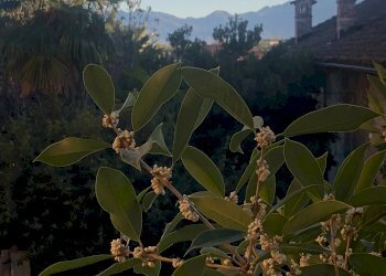 Altro Fossano - foto 8