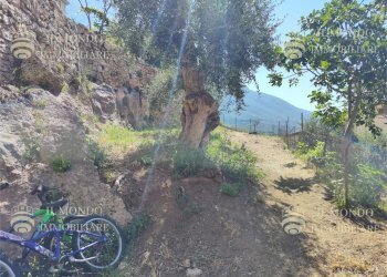 Terreno edificabile Via Degli Ulivi, snc., Palombara Sabina - foto 5