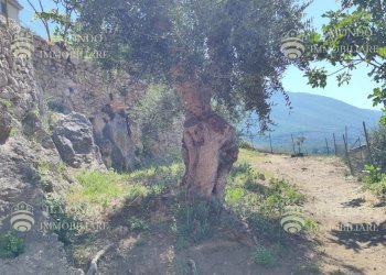 Terreno edificabile Via Degli Ulivi, snc., Palombara Sabina - foto 9