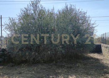 1721244216432.jpg - Terreno agricolo CONTRADA RACCOMANDATA, Misterbianco - foto 15