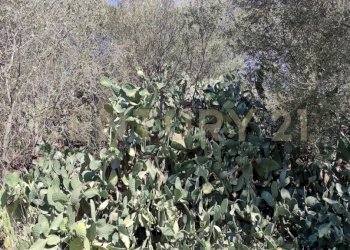 1721244523031.jpg - Terreno agricolo CONTRADA RACCOMANDATA, Misterbianco - foto 21