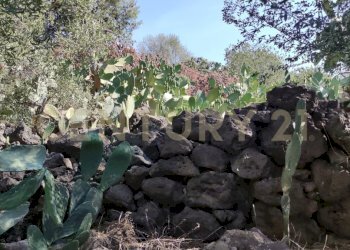 1721245164564.jpg - Terreno agricolo CONTRADA RACCOMANDATA, Misterbianco - foto 25