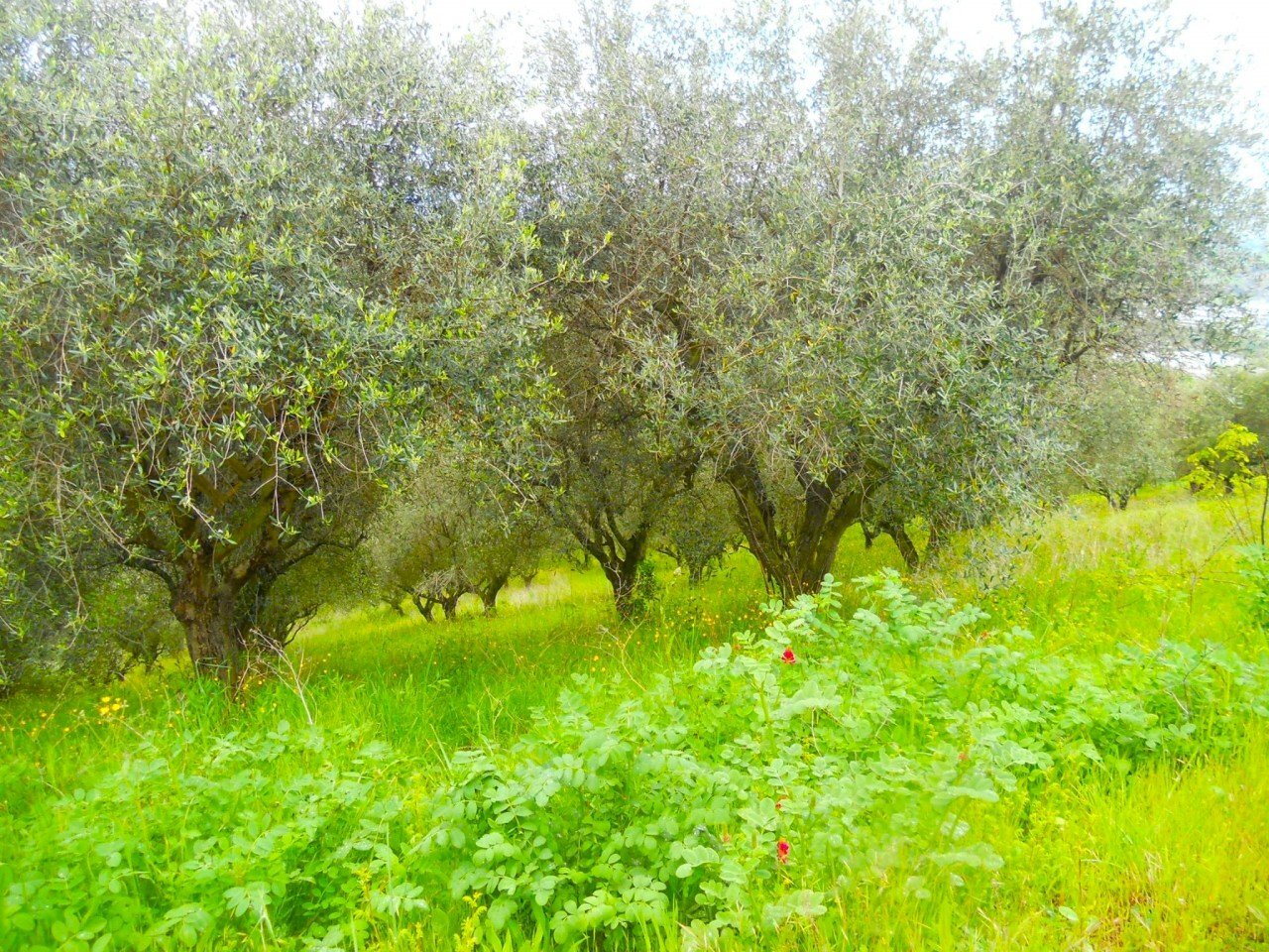 5316 Colonella a5.JPG - Terreno edificabile Colonnella - foto 3