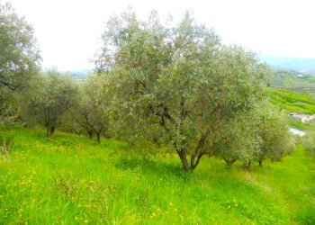 5316 Colonella a4.JPG - Terreno edificabile Colonnella - foto 1