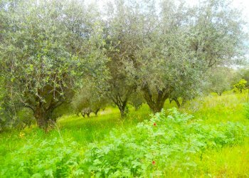 5316 Colonella a5.JPG - Terreno edificabile Colonnella - foto 3