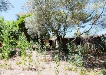 1721637092455.jpg - Rustico via dell gardenie 33, Aprilia - foto 3