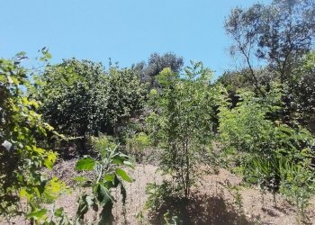 1721637092479.jpg - Rustico via dell gardenie 33, Aprilia - foto 6