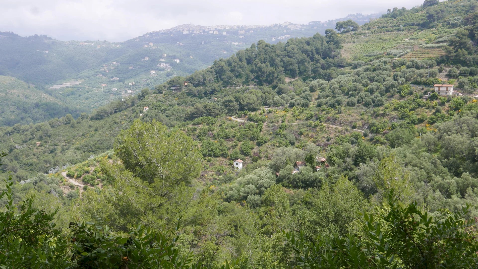 Terreno agricolo Perinaldo - foto 3