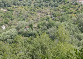 Terreno agricolo Perinaldo - foto 1