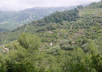 Terreno agricolo Perinaldo - foto 3