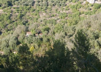 Terreno agricolo Perinaldo - foto 5