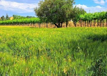 b1ed90e5-b267-4f18-9483-f32c1e0a1a6f.jpg - Terreno edificabile Contrada Codacchie 54, Rocca San Giovanni - foto 6