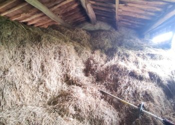 IMG_20240603_112709.jpg - Casale Via Tofori, Lucca - foto 25