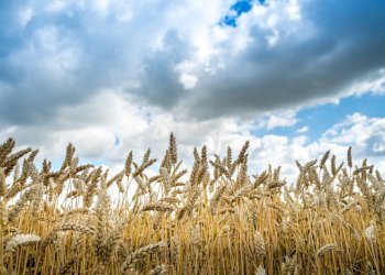 Vendita Terreno Agricolo - Terreno agricolo Volturara Appula - foto 1