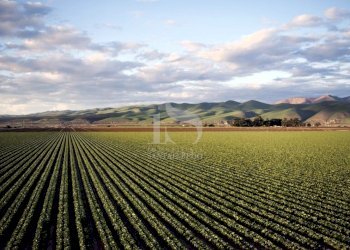 Vendita Terreno Agricolo - Terreno agricolo Volturara Appula - foto 2